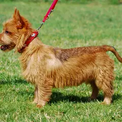 Terrier australien - Photo 6