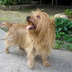 Terrier australien - Photo 8