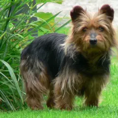 Terrier australien - Photo 9