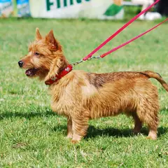 Terrier australien - Photo 10