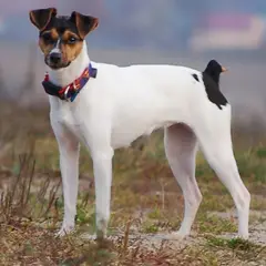 Terrier brasiliano - Foto 5