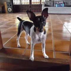 Terrier brasiliano - Foto 6