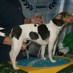 Terrier brasiliano - Foto 7