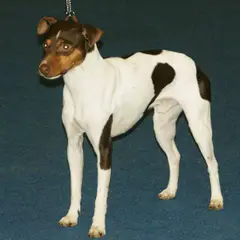 Terrier brasiliano - Foto 8