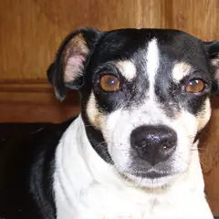 Terrier brasiliano - Foto 9