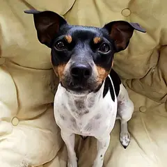 Terrier brasiliano - Foto 10