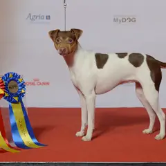 Terrier brasiliano - Foto 11