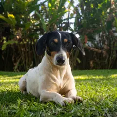 Ratonero Bodeguero Andaluz - Foto 5