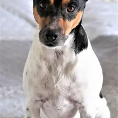 Ratonero Bodeguero Andaluz - Foto 10