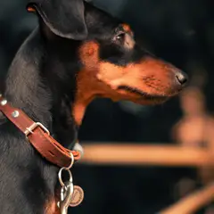 Manchester Terrier - Foto 2
