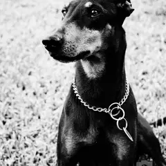 Manchester Terrier - Foto 7