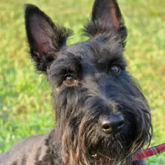 Terrier escocés - Foto 5
