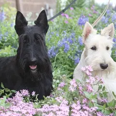 Terrier escocés - Foto 7
