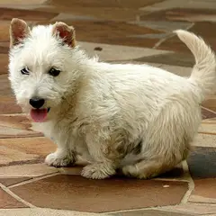 Terrier escocés - Foto 8