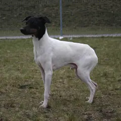 Terrier japonais - Photo 5