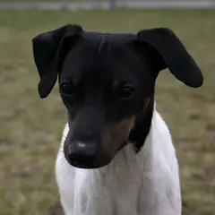 Terrier japonais - Photo 6