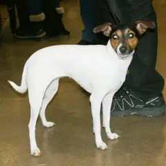 Terrier japonais - Photo 7