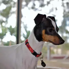 Terrier japonais - Photo 8