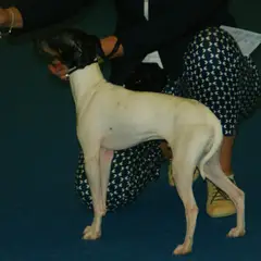 Terrier japonais - Photo 9