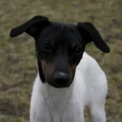 Terrier japonais - Photo 10