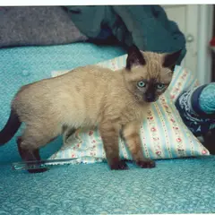 Tonkinois - Foto 5