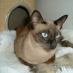 Tonkinois - Foto 7
