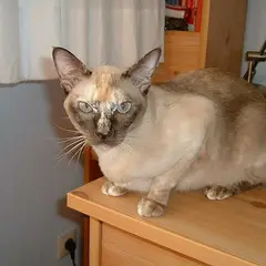 Tonkinois - Foto 8