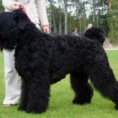 Black Russian Terrier - Photo 6