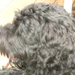 Black Russian Terrier - Photo 7