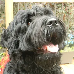 Black Russian Terrier - Photo 8