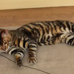 Toyger - Foto 5