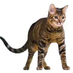 Toyger - Foto 6
