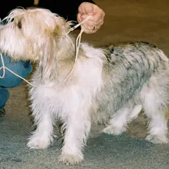 Petit Basset Griffon Vendeano - Foto 8