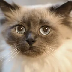 Ragdoll - Photo 12
