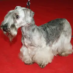Tschechischer Terrier - Foto 3