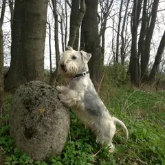 Tschechischer Terrier - Foto 6