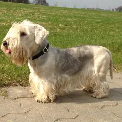 Tschechischer Terrier - Foto 8