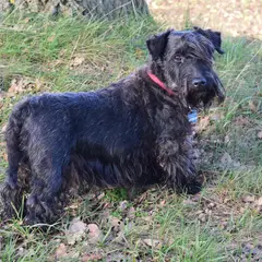 Tschechischer Terrier - Foto 10