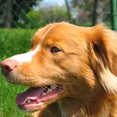 Nova Scotia Duck Tolling Retriever - Foto 6