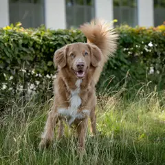 Nova Scotia Duck Tolling Retriever - Foto 7