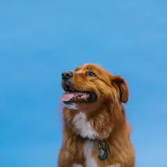 Nova Scotia Duck Tolling Retriever - Foto 8