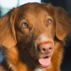 Nova Scotia Duck Tolling Retriever - Foto 9