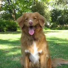Nova Scotia Duck Tolling Retriever - Foto 10