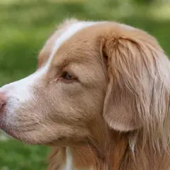 Nova Scotia Duck Tolling Retriever - Foto 11