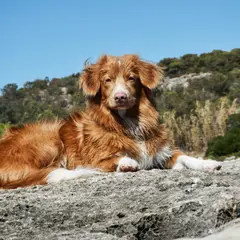 Nova Scotia Duck Tolling Retriever - Foto 12