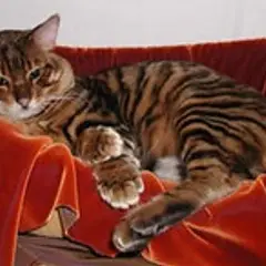 Toyger - Foto 7