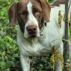 Burgos Pointer - Photo 1