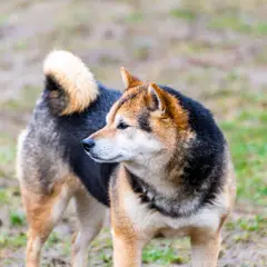 Shikoku - Foto 7