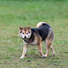 Shikoku - Foto 8