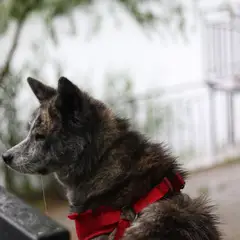 Shikoku - Foto 9